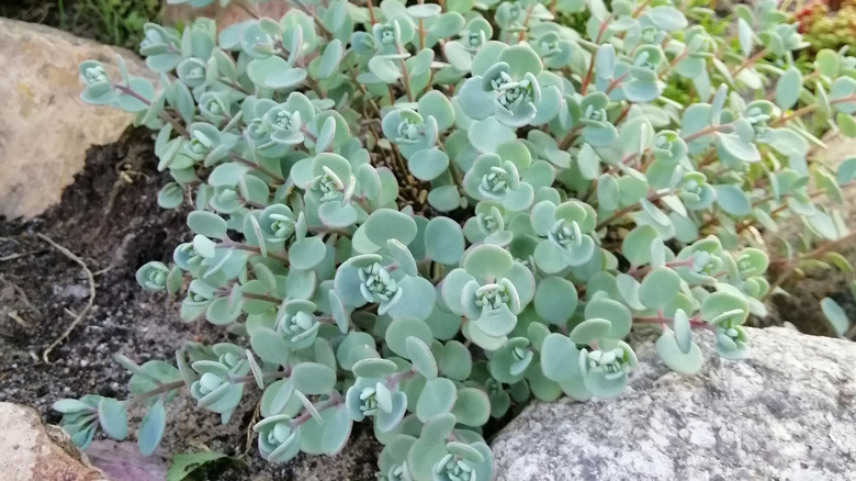 Closeup of a lovely stonecrop plant with its teal leaves and reddish stems