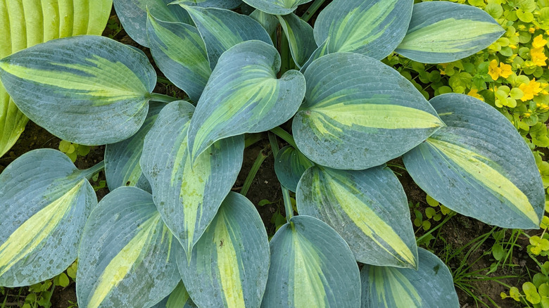 Close up of a Hosta 'Touch of Class' showing the teal color in the leaves