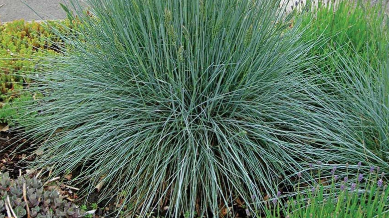 Festuca glauca 'Beyond Blue' showing off its teal cascading foliage