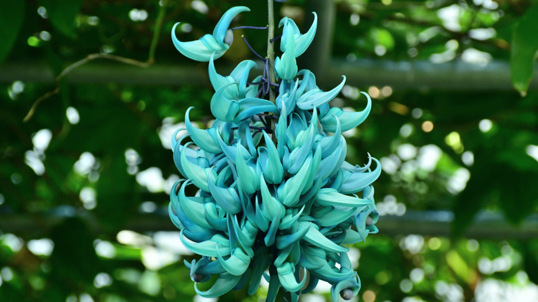 Close up of the stunning teal flowers of a jade vine