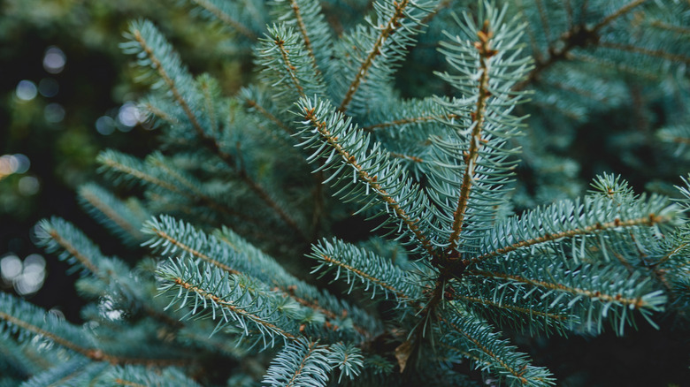 Closeup of the teal colored foliage of a blue spruce