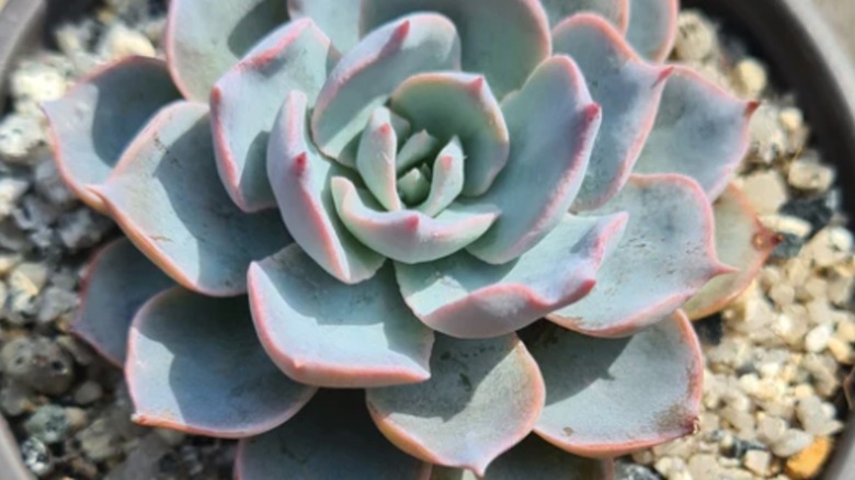 Closeup of Echeveria 'Caribbean' with pale teal leaves and red margins