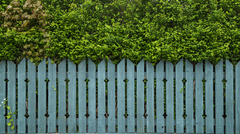 Lovely wooden picket fence painted in a gorgeous teal color with a hedge behind