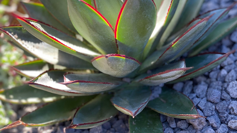 Closeup of Agave 'Blue Glow' showing the teal leaves with their red borders