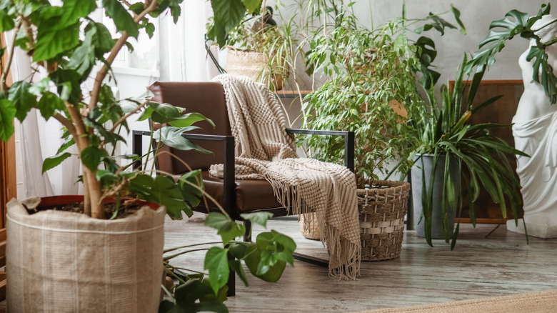 Big indoor plants and a chair in a living room