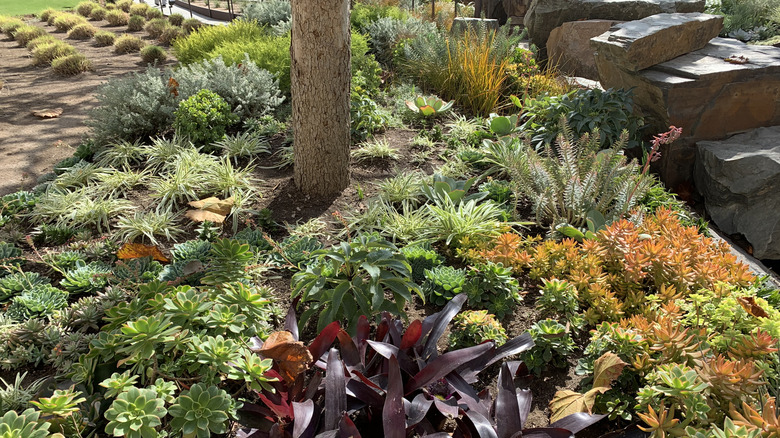 A drought-tolerant garden with succulents and ornamental grasses