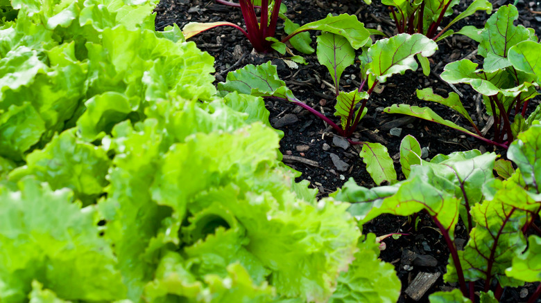 lettuce and beets in garden