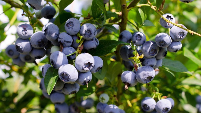blueberry fruits