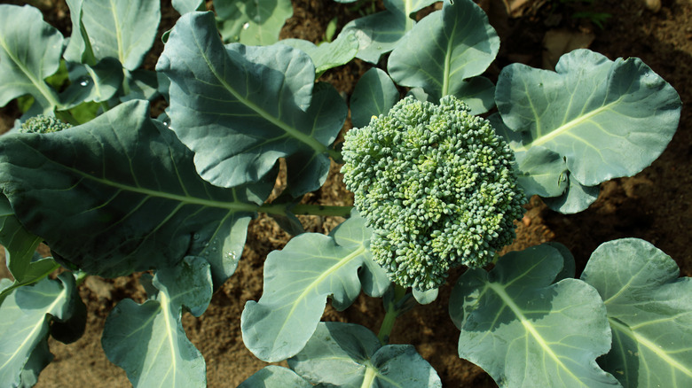 broccoli plant