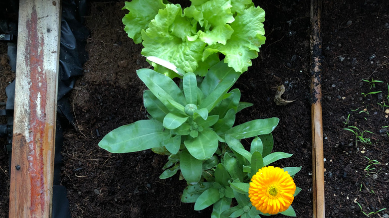 lettuce and calendula