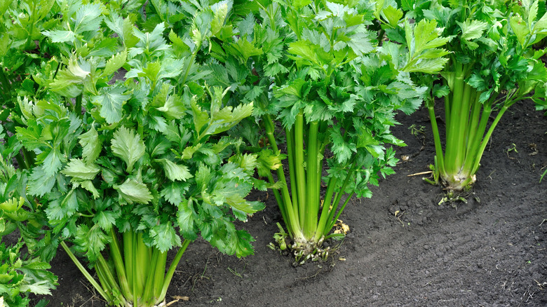 celery plants