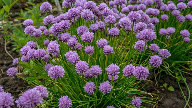 flowering chives