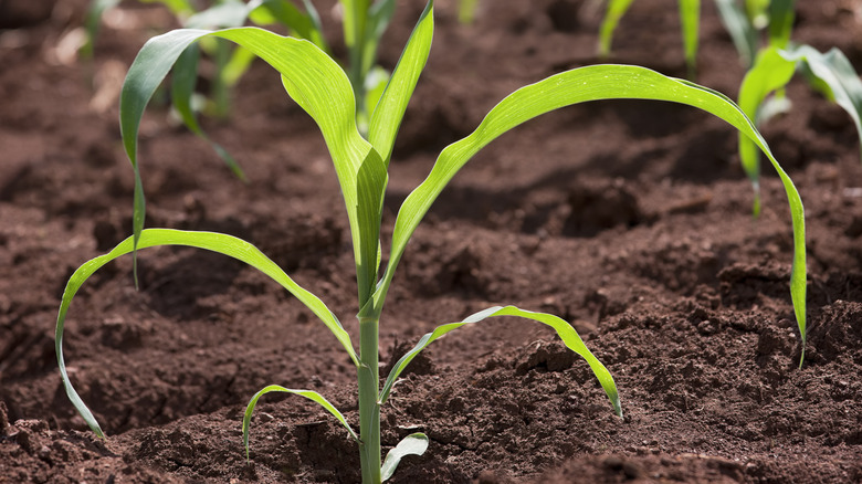 young corn sprout