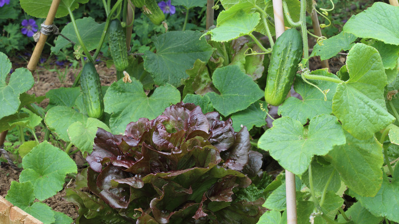 lettuce and cucumbers planted together