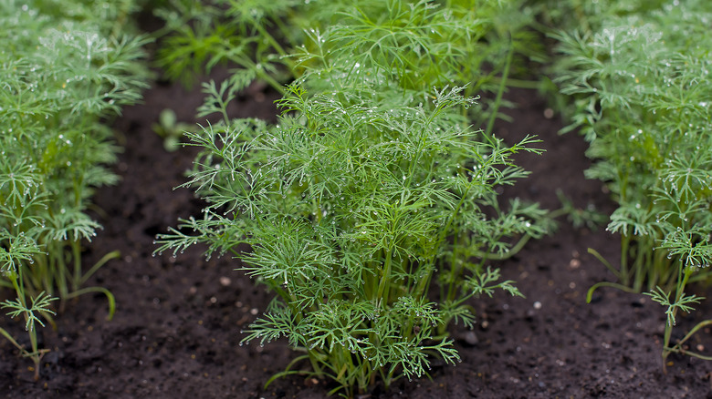 watered dill in garden