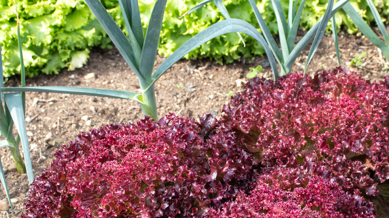 garlic and red leaf lettuce plants