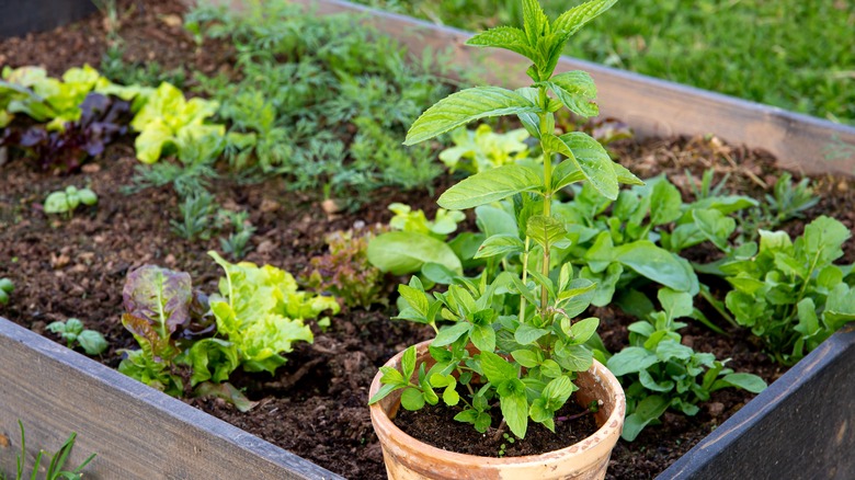 lettuce and potted min in bed