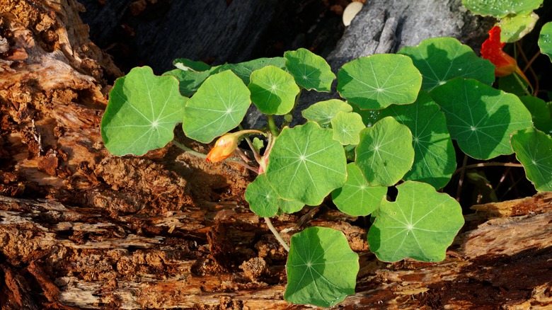 nasturtium plant