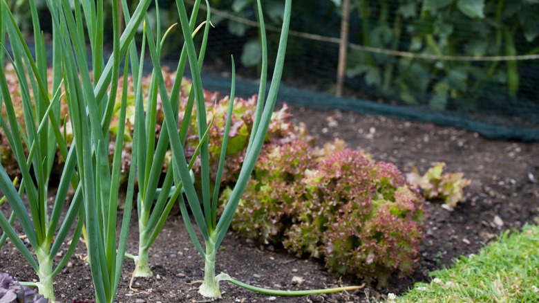 onions and lettuce in garden