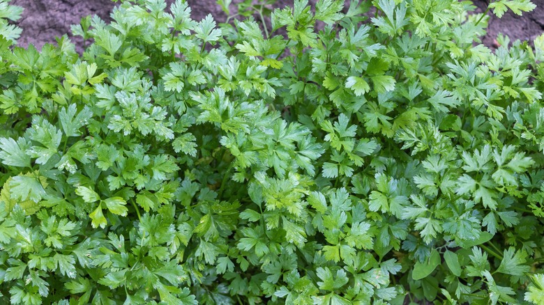 parsley foliage