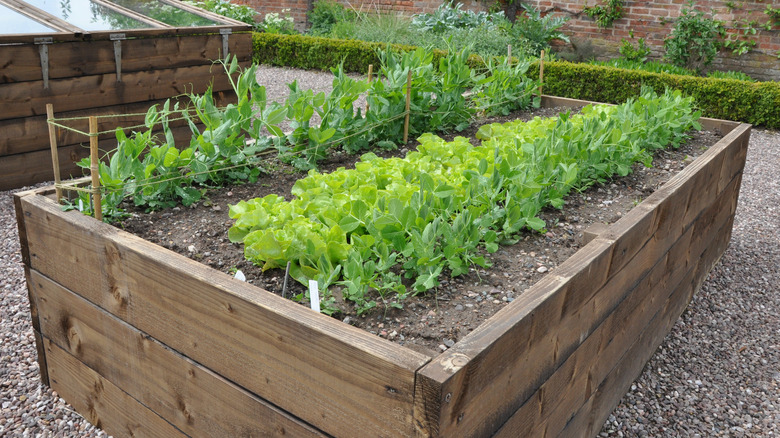 peas and lettuce in raised bed