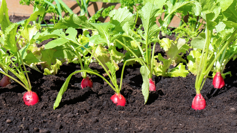 radish plants with exposed red tops