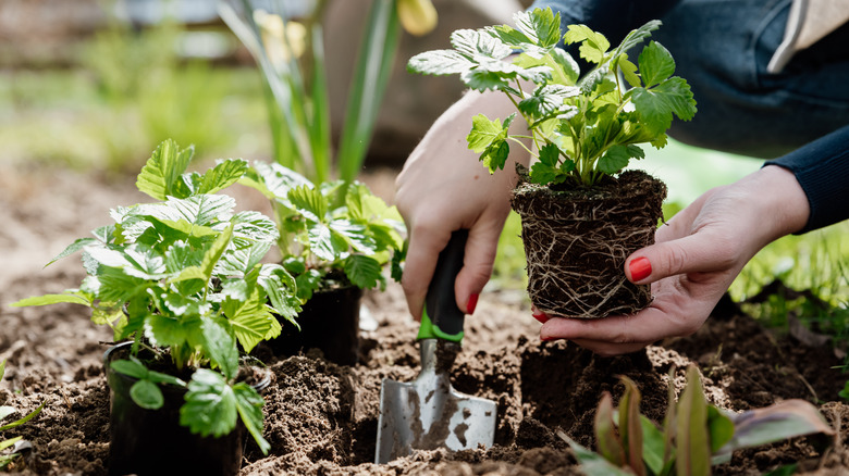 planting strawberry saplings