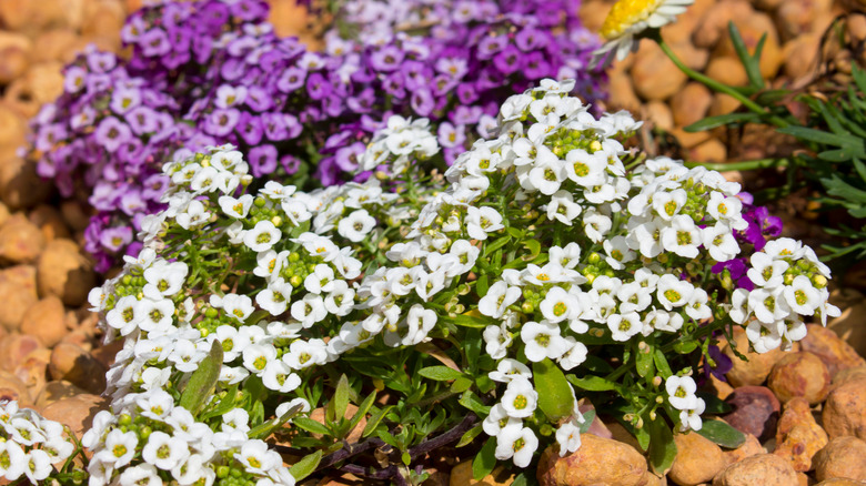 sweet alyssum with flowers