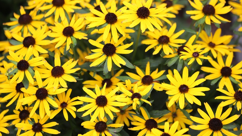 Black-eyed Susan