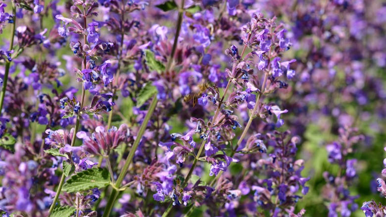 Blue catmint