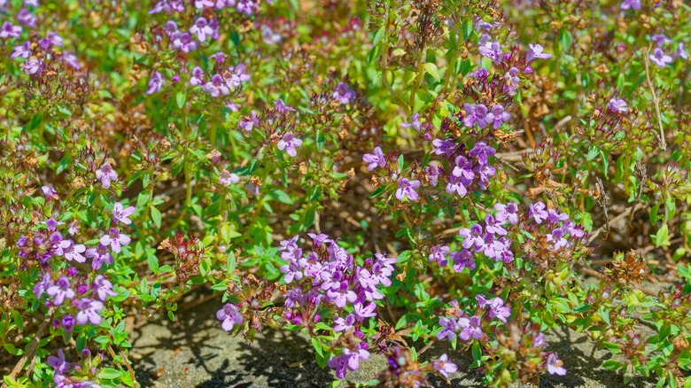 Caraway thyme