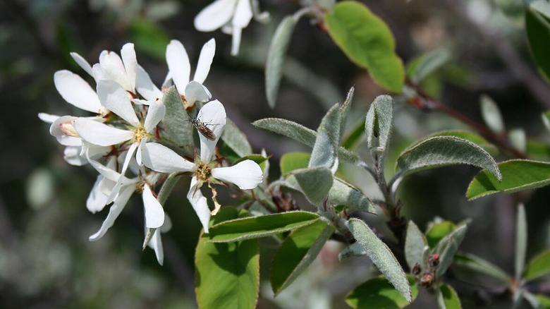 Coastal serviceberry