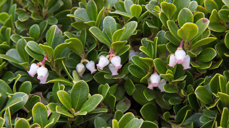 Common bearberry