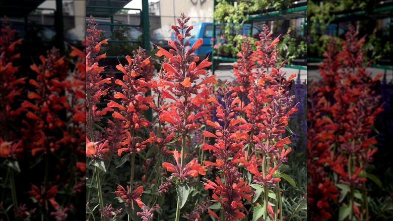 Giant hyssop 'Acapulco Orange'