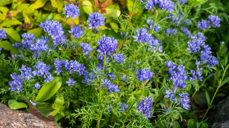 Globe gilia