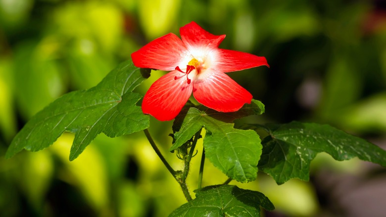 Heart-leaf hibiscus