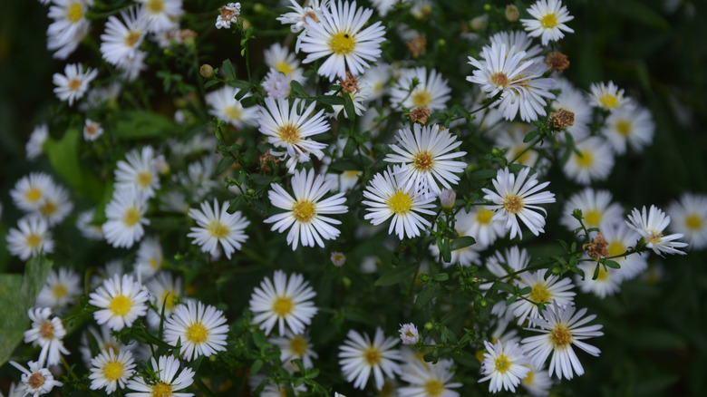 Heath asters