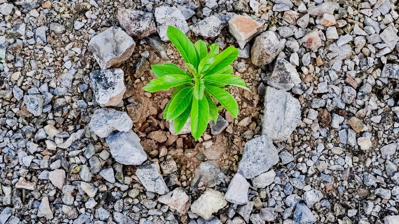 Plant in rocky soil