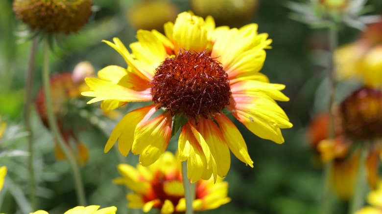 Lanceleaf blanket flower