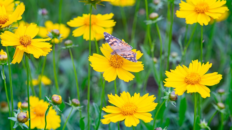 Butterfly on lanceleaf coreopsis