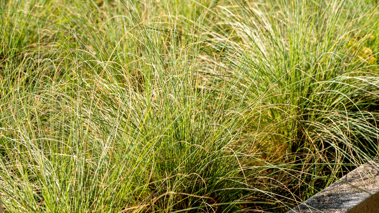 Little bluestem