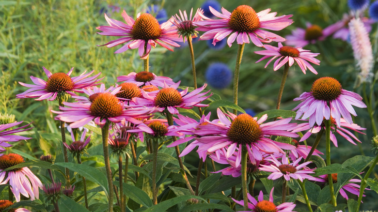 Narrow leaf coneflower