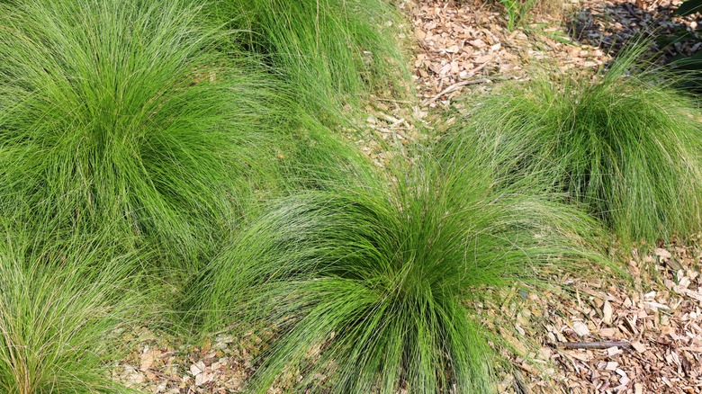 Prairie dropseed