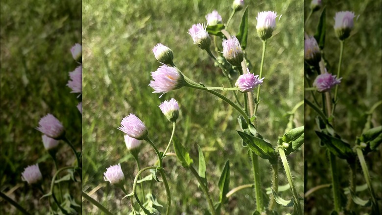 Robin's plantain