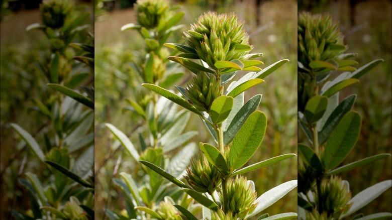 Round-headed bush clover