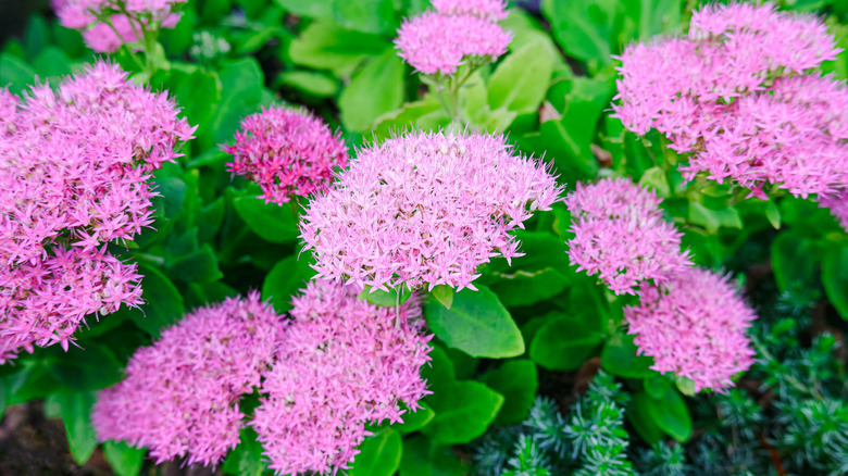 Pink sedum