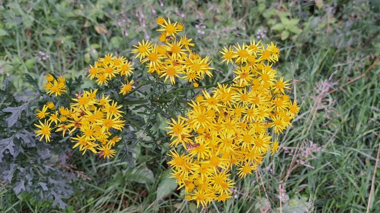 Threadleaf coreopsis