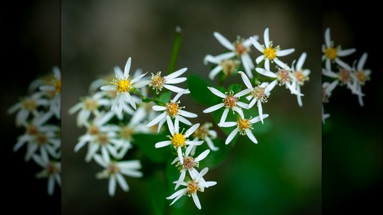 White wood aster