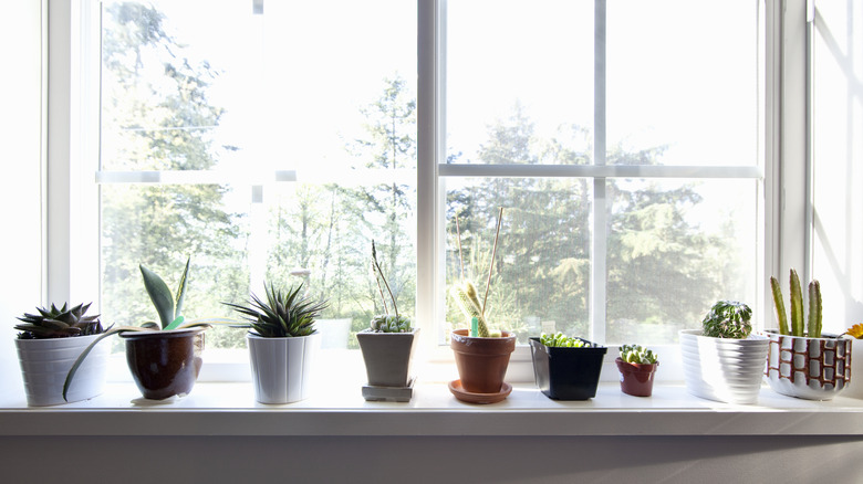 Plant pots on window sill