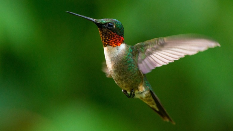 Ruby throated hummingbirds need nectar during migration.